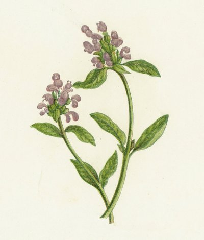 Prunella vulgar, Prunella Vulgaris de English School